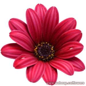 1601570_975470102509268_196573584671606527_n