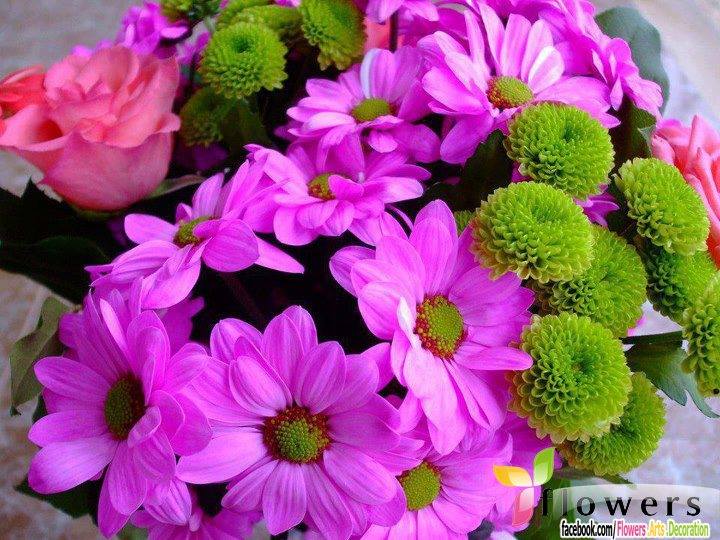 20155678_1261542263956547_7291054537389341528_n