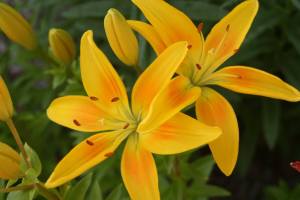 16797119_1124542267656548_8389317443645454386_o