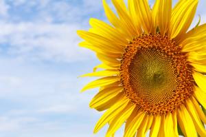 1262657_588953237827625_814064779_o