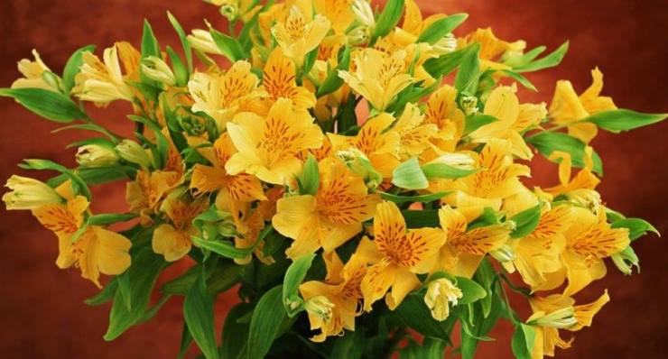 10352567_281730861998852_5675944145598116383_n