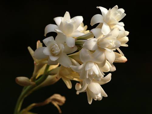 35529155_2118142414881489_7391715652165173248_n